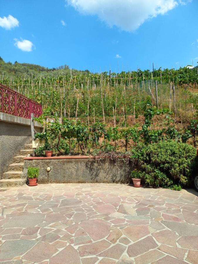 Villa Ester Camaiore Εξωτερικό φωτογραφία